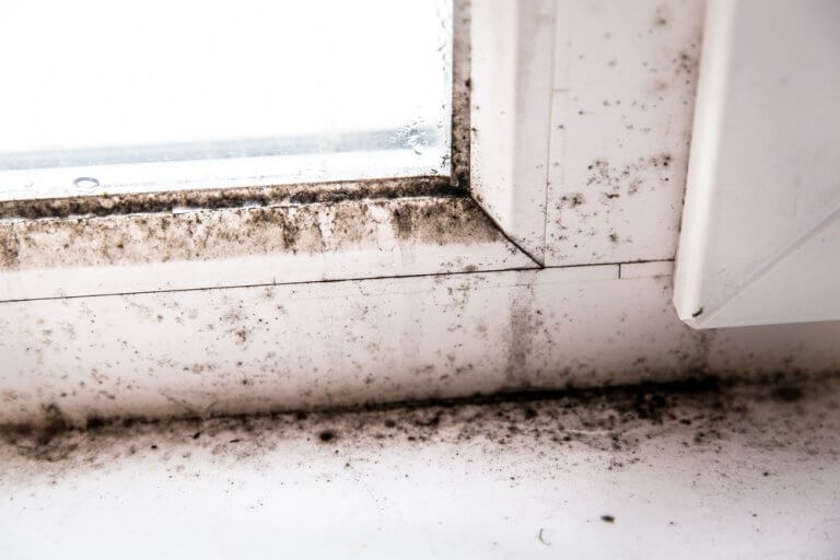 Cum să Scapi de Mucegaiul Negru în Mod Natural: Soluții Simple și Eficiente