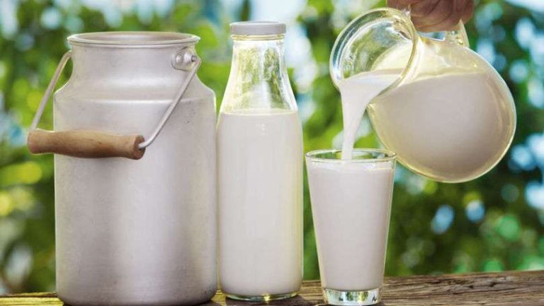 Laptele de oaie: Beneficii pentru sănătate, nutriție și posibile riscuri