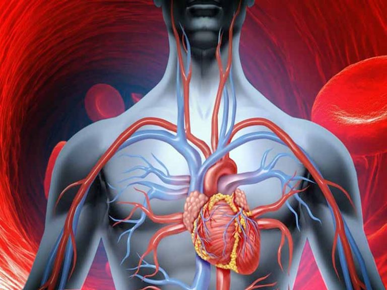 Curatarea sangelui cu cele mai bune alimente si plante medicinale