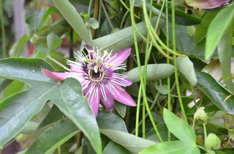 Floarea pasiunii (Passiflora Incarnata): Beneficii pentru sanatate si efecte secundare